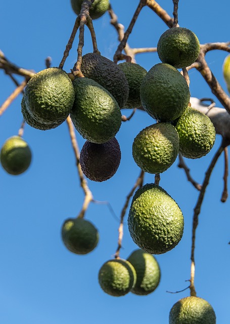 Fruta inspeccionada